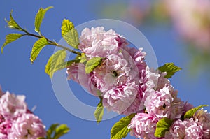 Beautiful bloomed sakura tree