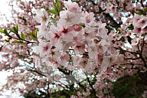 Beautiful bloomimg sakura cherry blossom