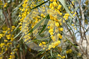 Beautiful blooming of Acacia saligna tree