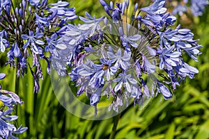 Beautiful blooming agapanthus flower and a bee, Dana Point, California