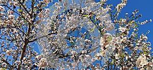 Beautiful blooming almond tree with flowers in full bloom Concept for Spring