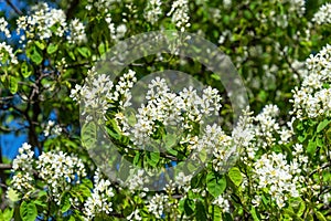 Beautiful blooming amelanchier close-up. Shadbush in bloom