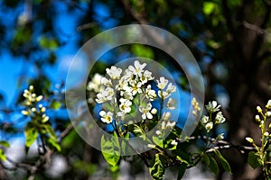 Beautiful blooming amelanchier close-up. Shadbush in bloom