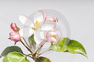 Beautiful Blooming Apple Branched on White
