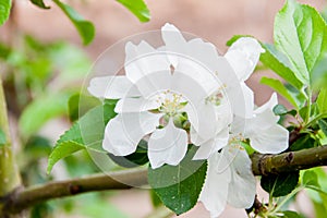 Beautiful blooming apple tree