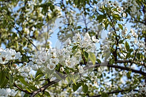 Beautiful blooming apple tree branches with white flowers