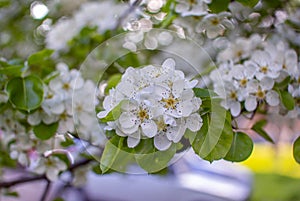 Beautiful blooming apple tree branches with white flowers