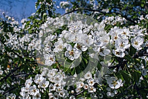 Beautiful blooming apple tree branches with white flowers