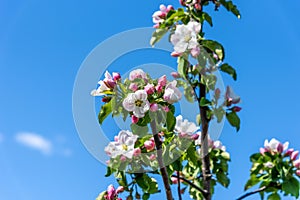 Beautiful blooming apple tree close-up. Apple tree in bloom