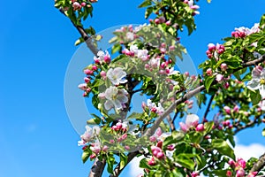 Beautiful blooming apple tree close-up. Apple tree in bloom