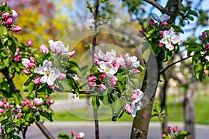 Beautiful blooming apple tree close-up. Apple tree in bloom