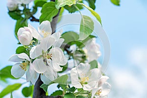 Beautiful blooming apple tree in spring