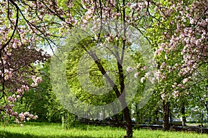 Beautiful blooming apple tree in spring park. Pink flowers