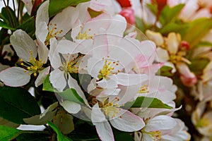 Beautiful blooming apple trees in spring close up