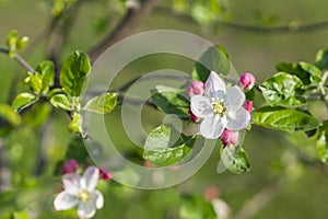 Beautiful blooming apple trees in spring park close up. The Apple tree blooms. Spring flowers