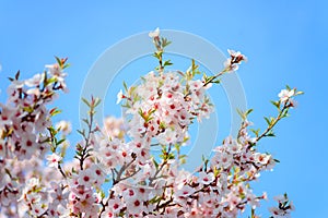 Beautiful blooming apricot tree