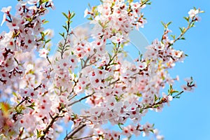 Beautiful blooming apricot tree