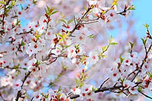 Beautiful blooming apricot tree