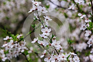 Beautiful blooming apricot tree branches with white flowers
