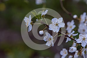 Beautiful blooming apricot tree branches with white flowers