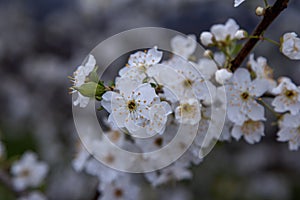Beautiful blooming apricot tree branches with white flowers
