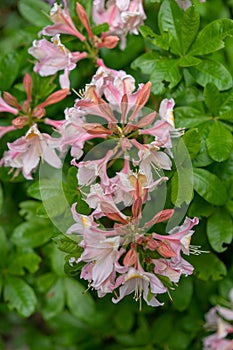 Beautiful blooming azalea - rhododendron luteum ericaceae