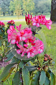 Beautiful blooming azalea - rhododendron Rhododendron