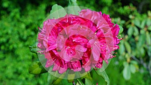 Beautiful blooming azalea - rhododendron Rhododendron