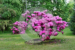 Beautiful blooming azalea - rhododendron Rhododendron