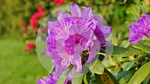 Beautiful blooming azalea - rhododendron Rhododendron