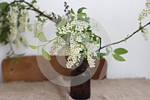 Beautiful blooming bird cherry white branches in glass jar on rustic wooden table, rural still life
