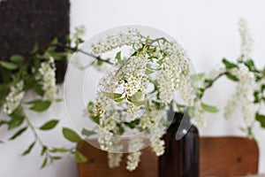 Beautiful blooming bird cherry white branches in glass jar on rustic wooden table, rural still life