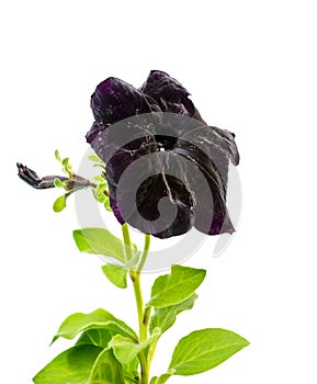 beautiful blooming black petunia flower is isolated on white background