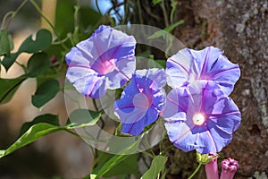 Beautiful blooming Blue dawn flower Ipomoea indica, blue morning glory in the garden.