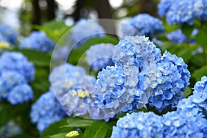 Beautiful blooming blue Hydrangea or Hortensia flowers Hydrangea macrophylla on blur background in summer.