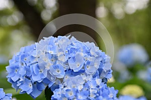 Beautiful blooming blue Hydrangea or Hortensia flowers Hydrangea macrophylla in summer.