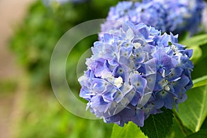 Beautiful blooming blue and purple Hydrangea or Hortensia flowers Hydrangea macrophylla on blur background in summer.