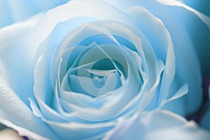 Beautiful blooming blue rose flower