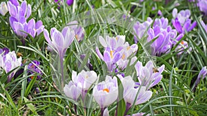 Beautiful blooming blue saffron or crocus in spring garden