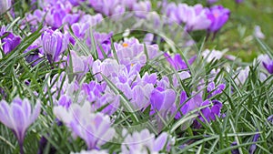 Beautiful blooming blue saffron or crocus in spring garden