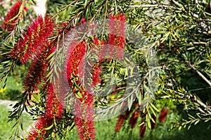 Beautiful Blooming Bottlebrush Plant. Delicate flowers Callistemon citrinus. Red fluffy flower heads