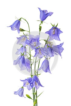 Beautiful blooming bouquet blue bell flower isolated on white ba
