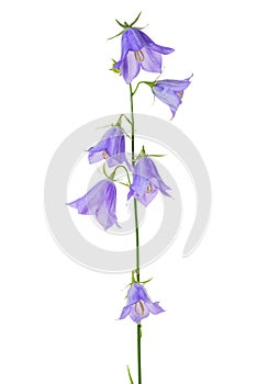 Beautiful blooming bouquet blue bell flower isolated on white ba