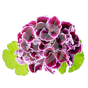 Beautiful blooming bouquet of velvet purple geranium flower with
