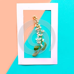 Beautiful blooming branch with flowers in photo frame. Pink and blue geometric background.