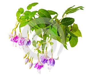 Beautiful blooming branch of gentle lilac fuchsia flower is isol