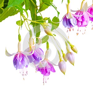 Beautiful blooming branch of gentle lilac fuchsia flower is isolated on white background,