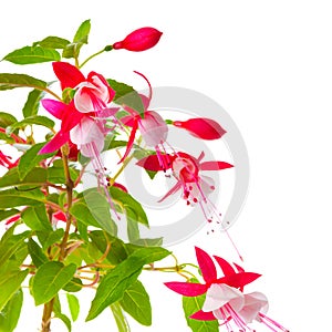 Beautiful blooming branch of red and white fuchsia flower is iso