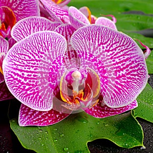 Beautiful blooming branch of stripped violet orchid