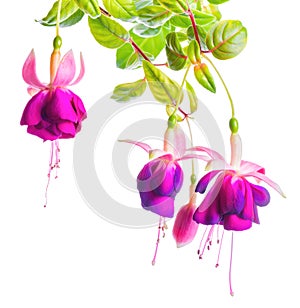 Beautiful blooming branch of violet fuchsia flower is isolated o